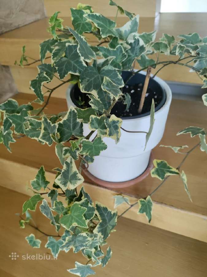 Kambarinė gėlė klevelis-"hedera".