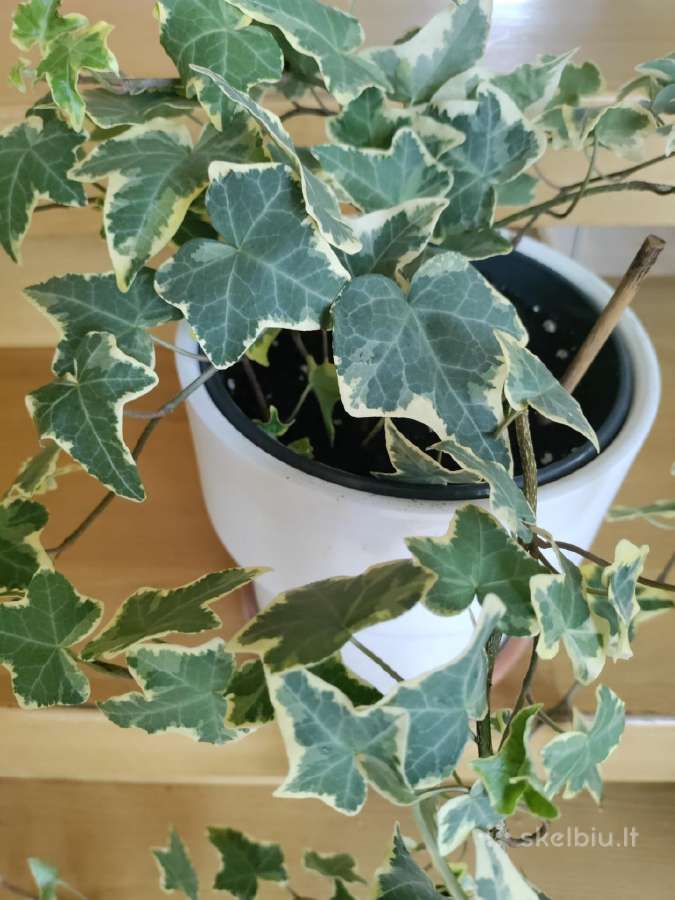 Kambarinė gėlė klevelis-"hedera". - nuotraukos Nr. 3