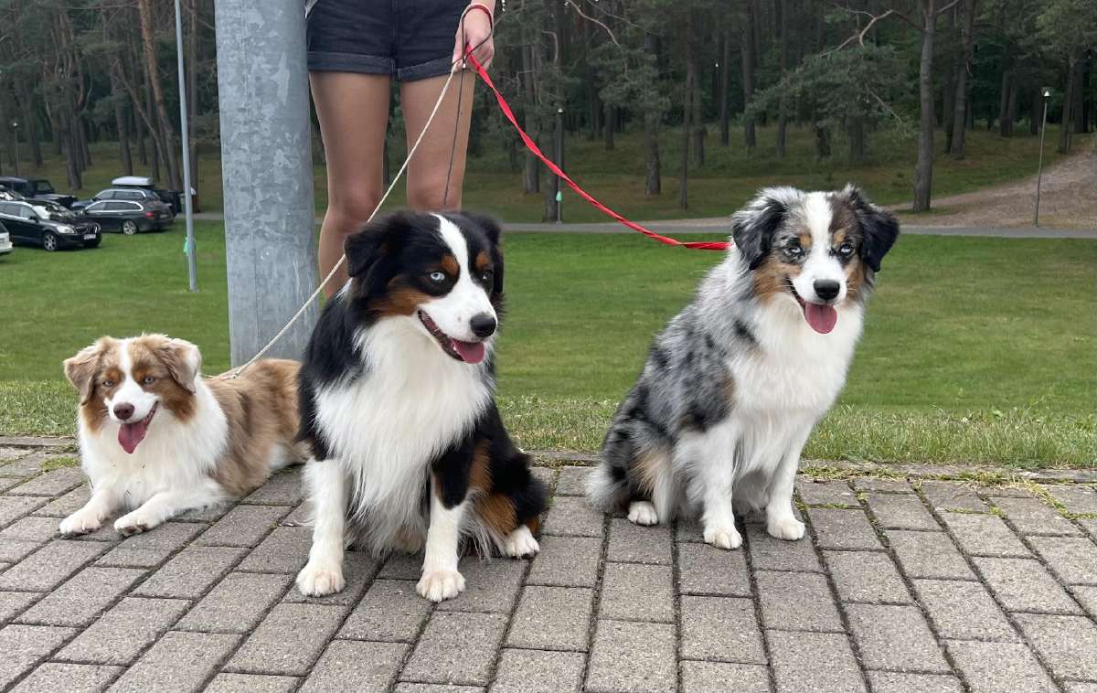 Mini Aussie /Miniatiūrinis amerikos avigan. /Mas - nuotraukos Nr. 10