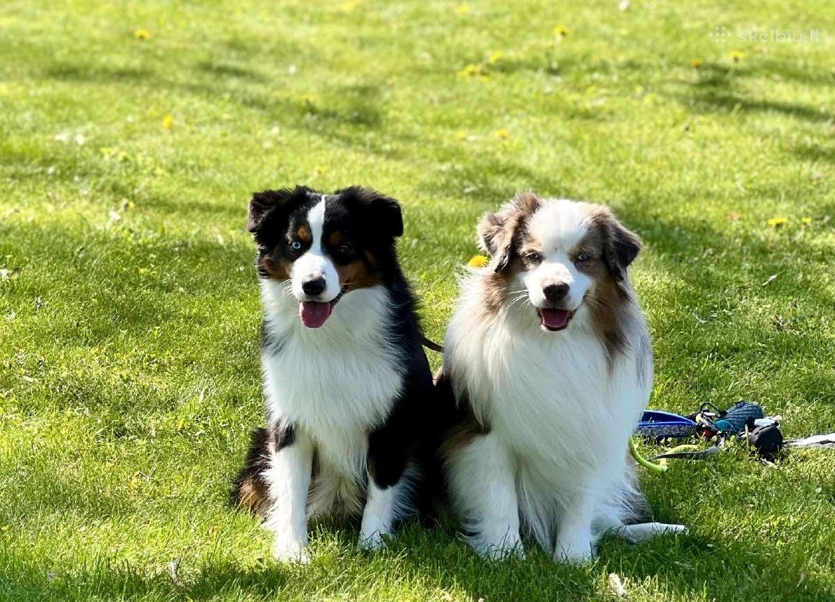 Mini Aussie /Miniatiūrinis amerikos avigan. /Mas - nuotraukos Nr. 15