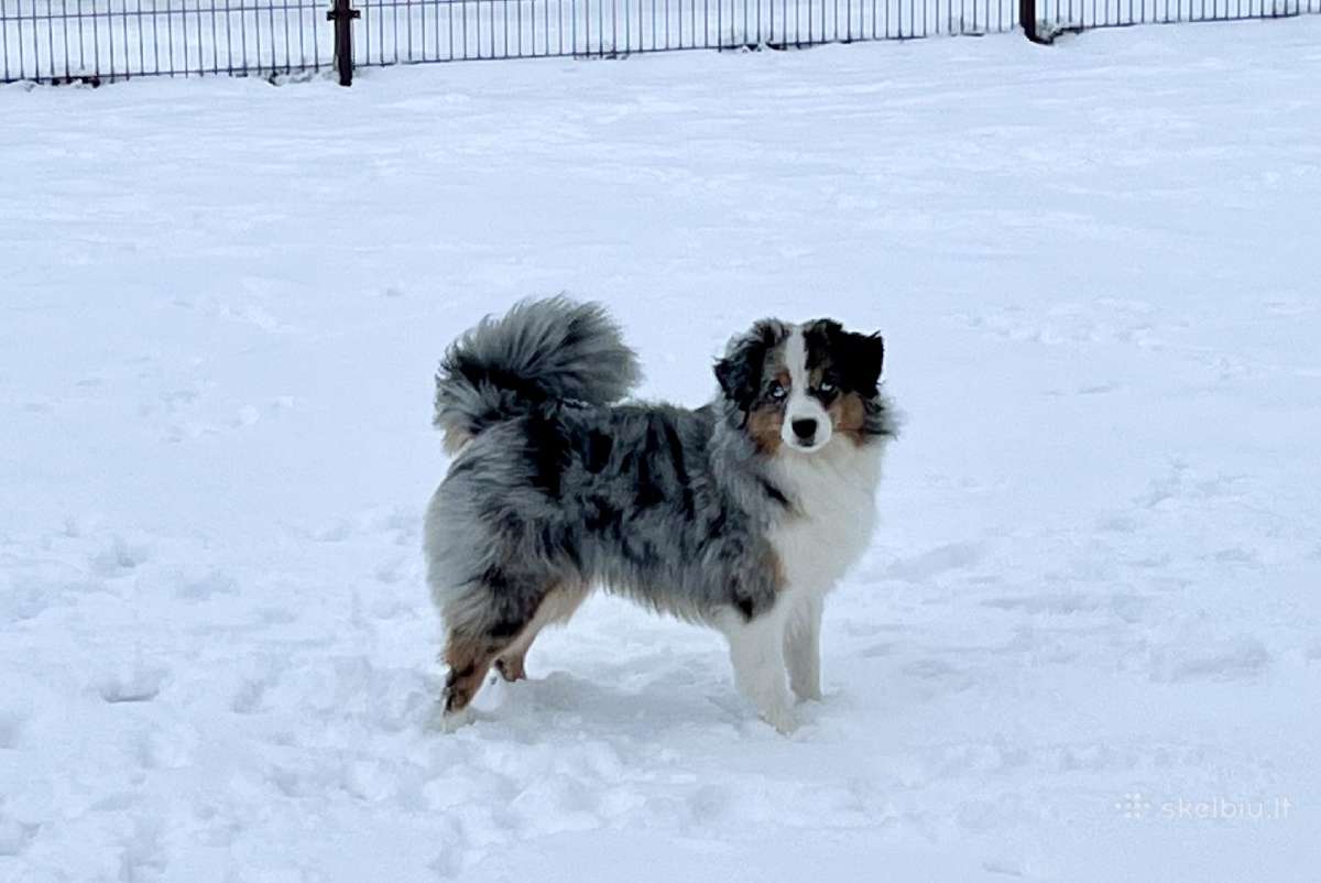 Mini Aussie /Miniatiūrinis amerikos avigan. /Mas - nuotraukos Nr. 17