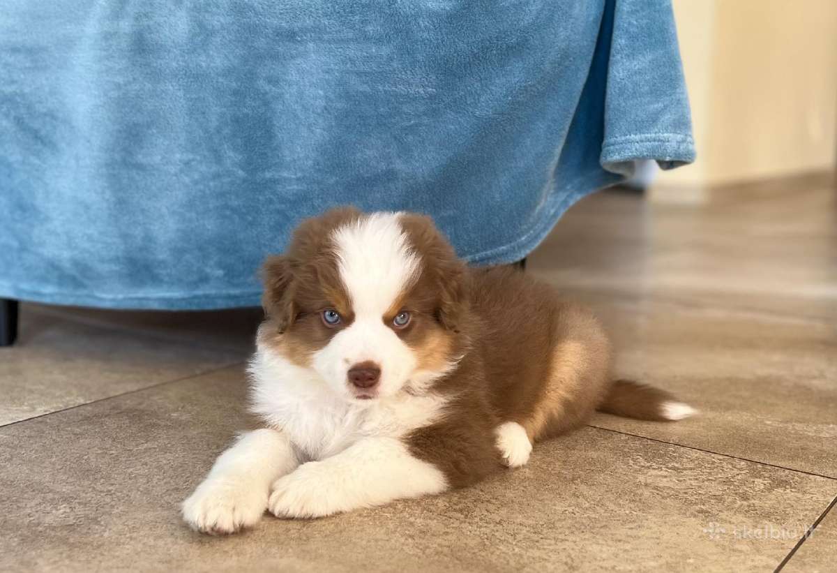 Mini Aussie /Miniatiūrinis amerikos avigan. /Mas - nuotraukos Nr. 18