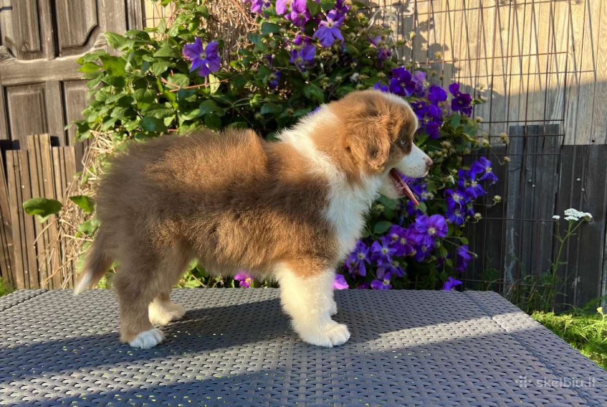 Mini Aussie /Miniatiūrinis amerikos avigan. /Mas - nuotraukos Nr. 19