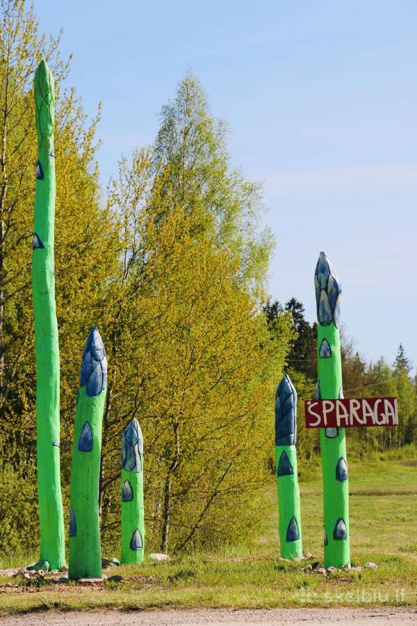 Smidrų (šparagų) daigai – patikrinti, sertifikuoti - nuotraukos Nr. 14