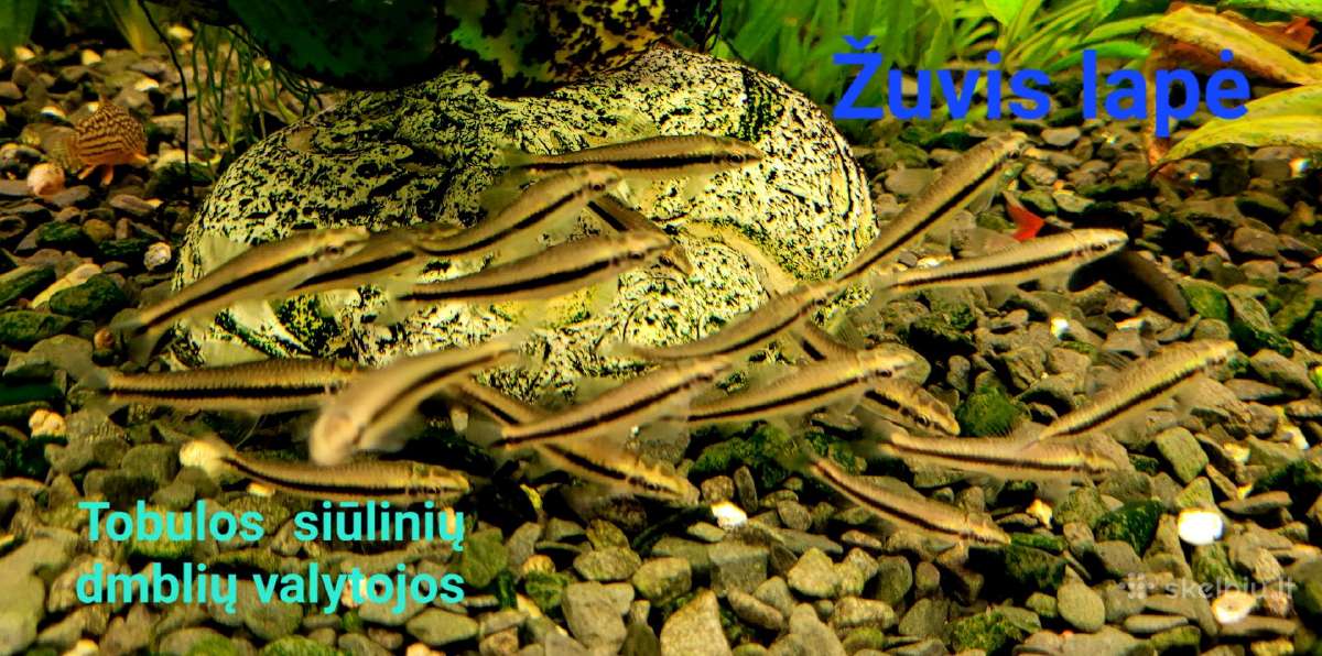 Įvairios akvariumo žuvytės, augalai, maistelis - nuotraukos Nr. 3