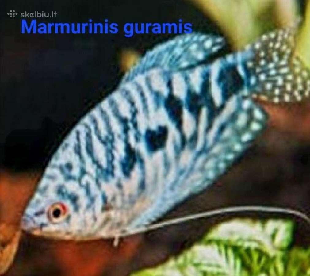 Įvairios akvariumo žuvytės, augalai, maistelis - nuotraukos Nr. 4