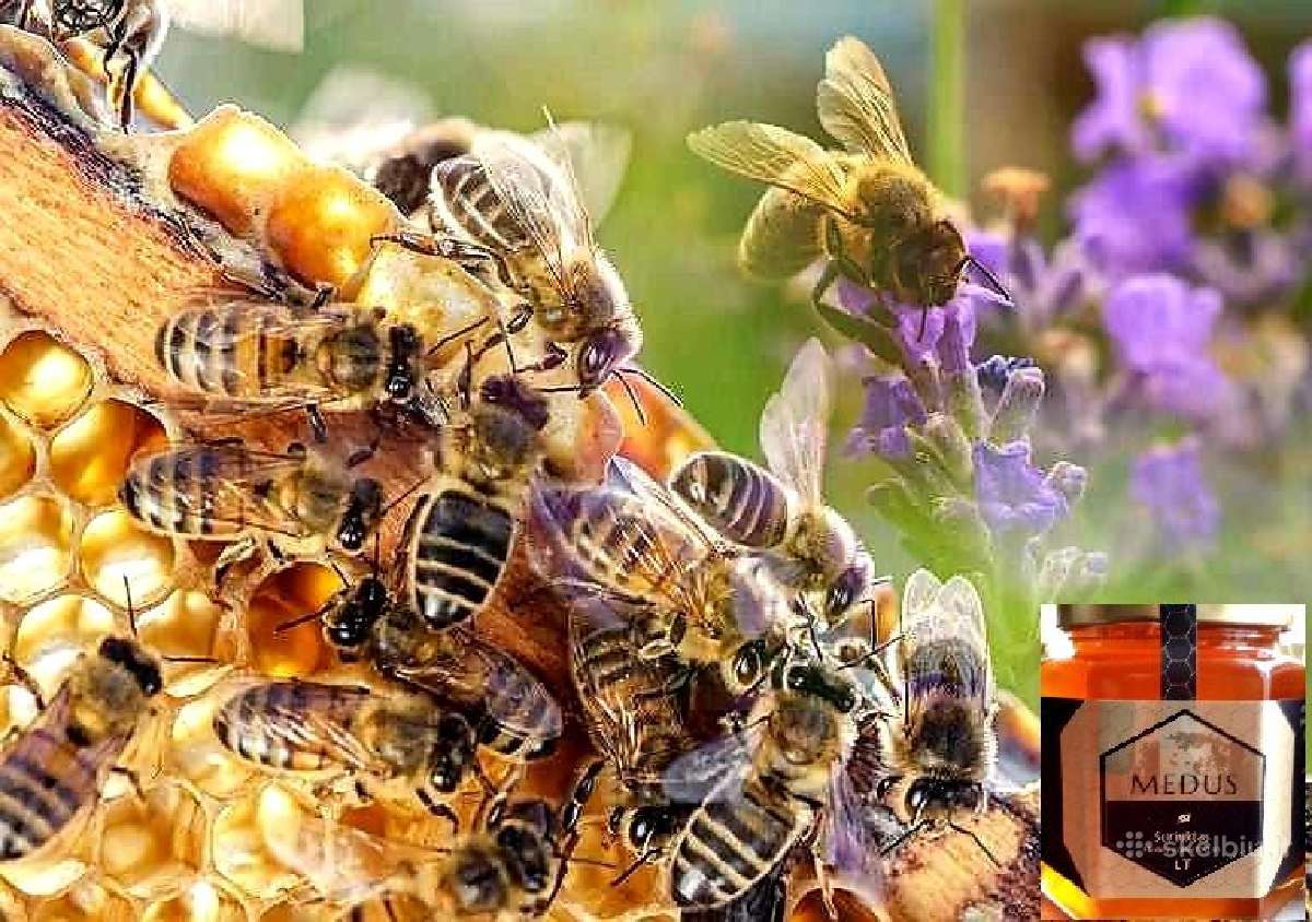 Medus kokybiškas iš miško, pievų. Tikras. 2026 - nuotraukos Nr. 5