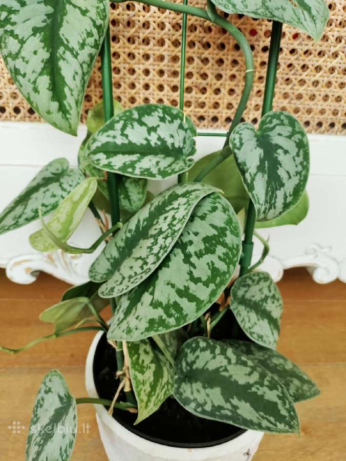 Kambarinė gėlė "Scindapusus Pictus Exotica". - nuotraukos Nr. 5