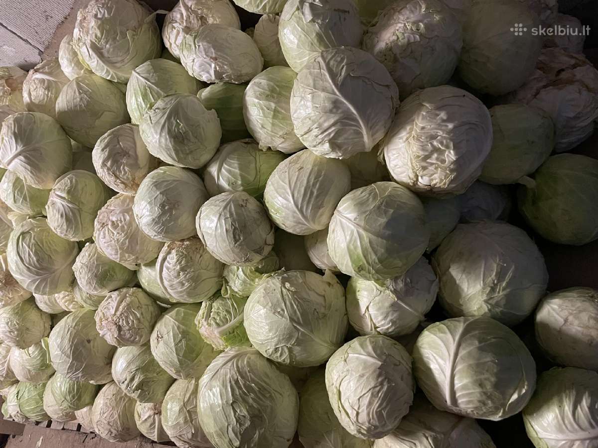 Kopūstai Rauginimui ir ne tik. - nuotraukos Nr. 2