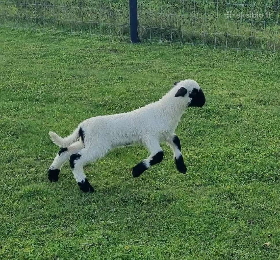 Juodnosės avys (Valais Blacknoses)