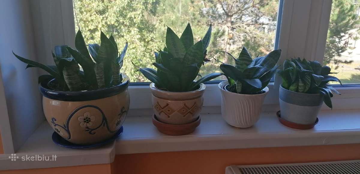 Gėlė sensevieria