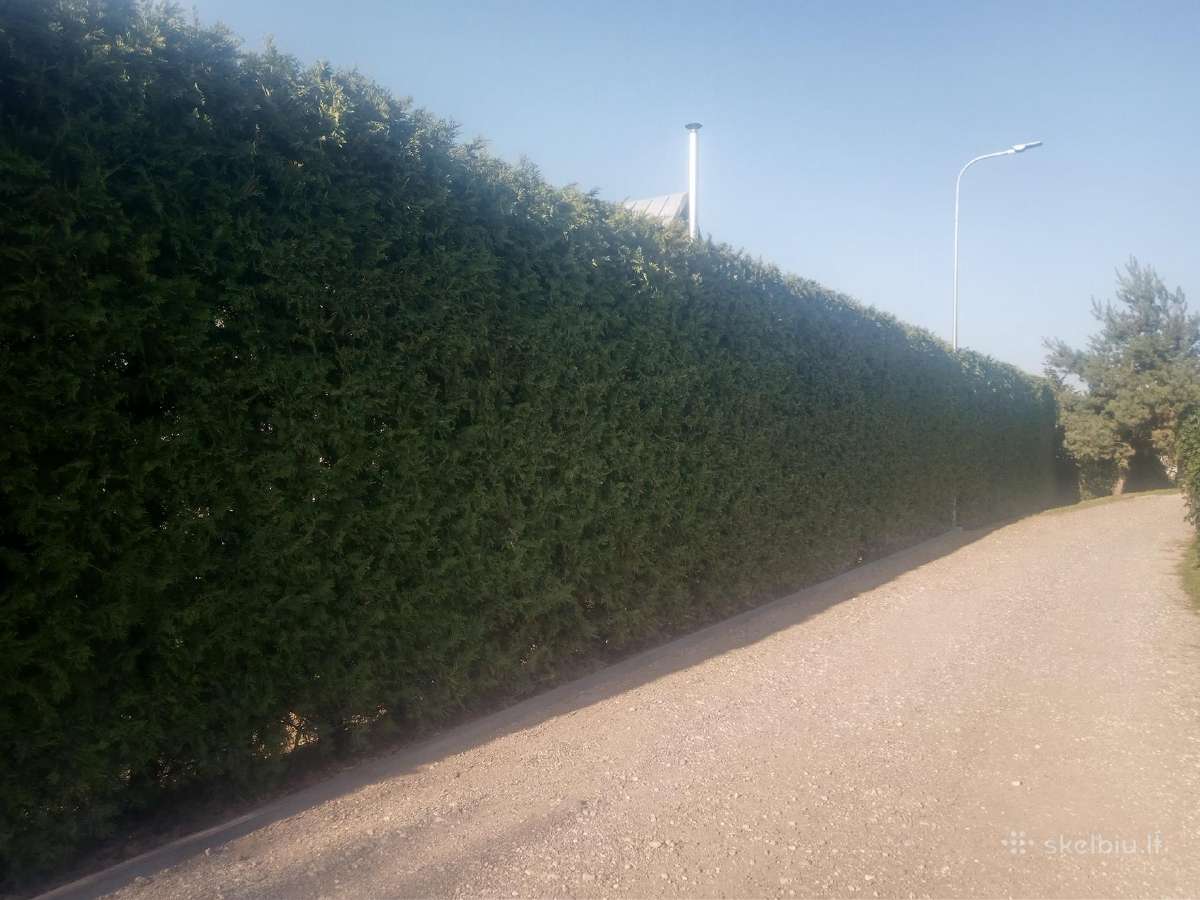 Tuju gyvatvoriu kirpimas genejimas rudumu valymas - nuotraukos Nr. 8