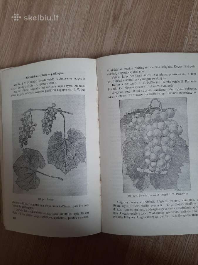 Uoginės kultūros. 1954m. - nuotraukos Nr. 6