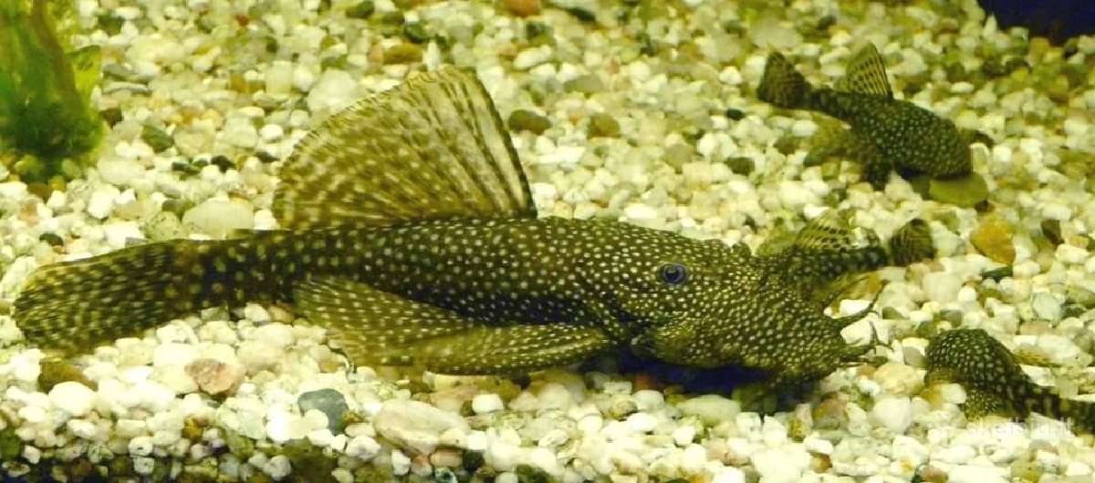 Parduodu akvariuminius šamukus - ancitrusus
