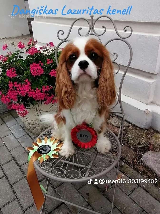 Kavalieriaus Karaliaus Karolio spanieliukas - nuotraukos Nr. 5