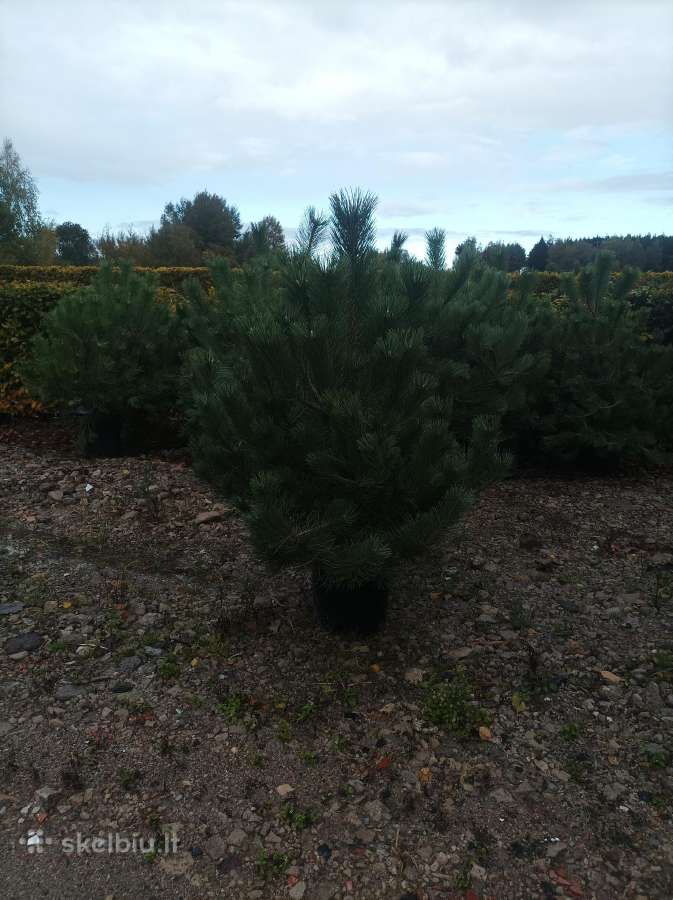 Juodosios pušys (Pinus nigra) - nuotraukos Nr. 3