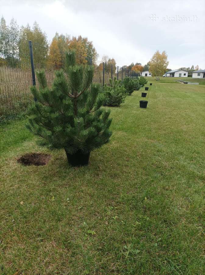 Juodosios pušys (Pinus nigra)