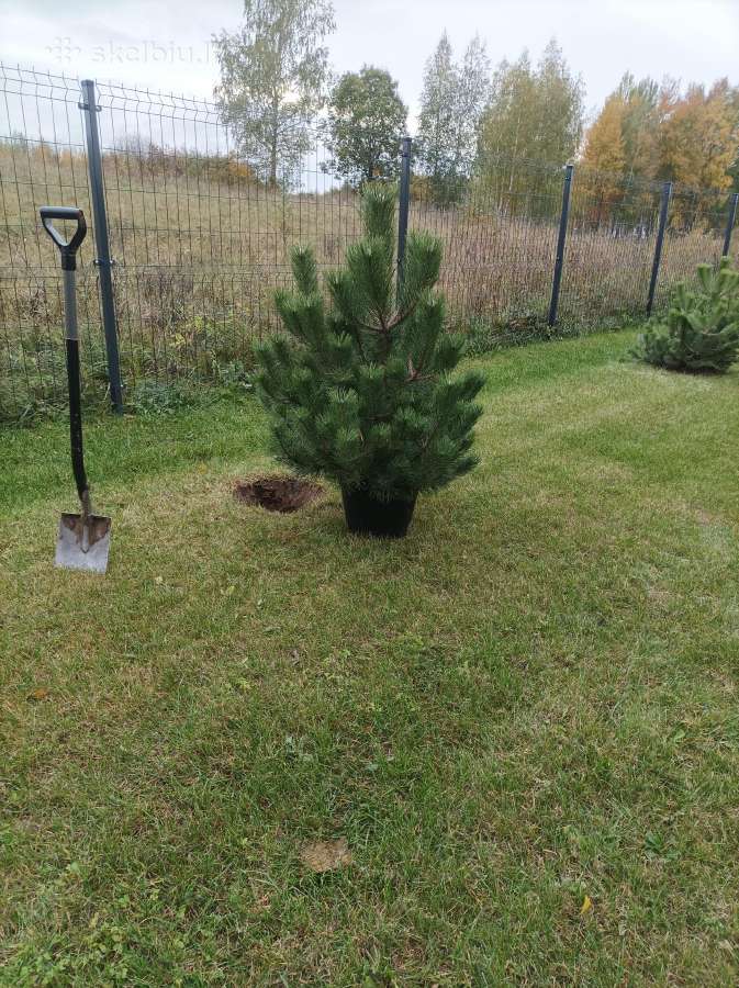 Juodosios pušys (Pinus nigra) - nuotraukos Nr. 2
