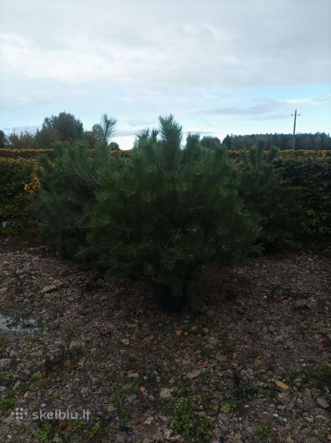 Juodosios pušys (Pinus nigra) - nuotraukos Nr. 4