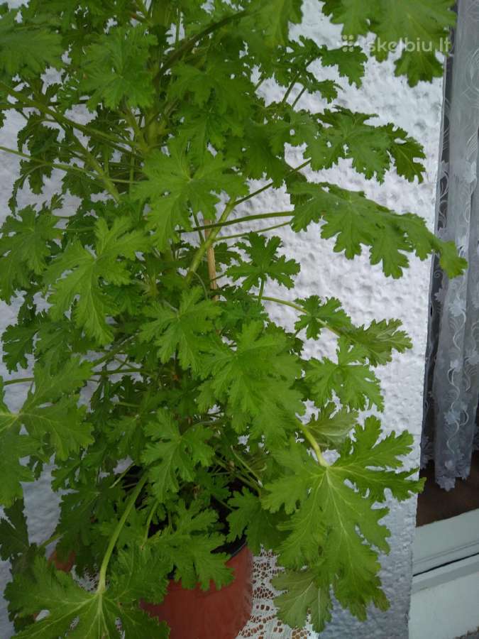 Gele pelargonija-jeronimas