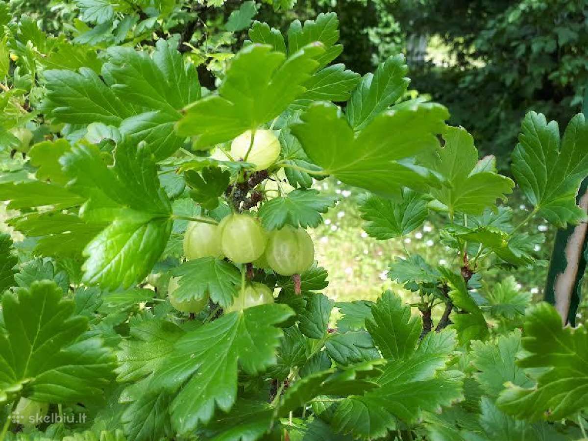 Parduodamas Sodas - Skelbiu.lt