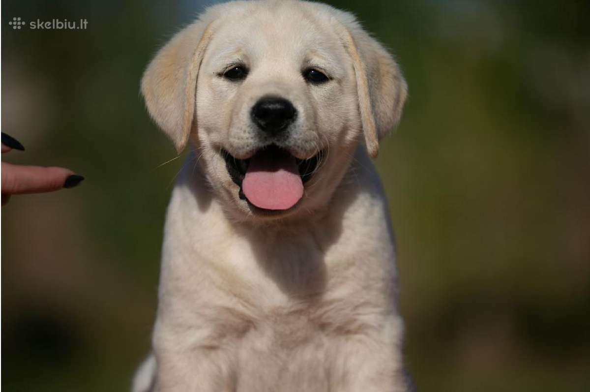 Kilmingi Labradoro retriverių veislės šuniukai - nuotraukos Nr. 27