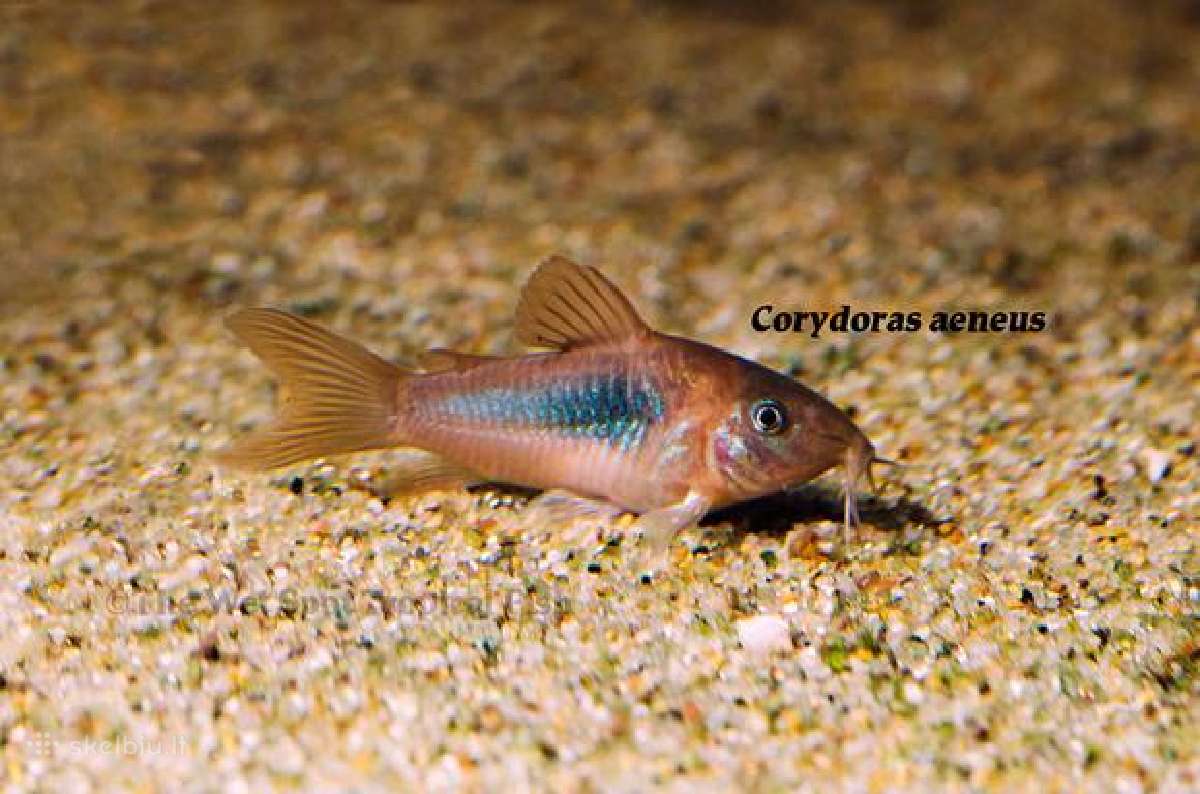 Akvariuminės žuvys - nuotraukos Nr. 3