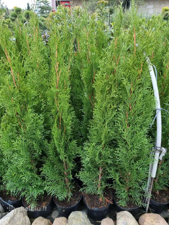 Tujos Smaragd,kadagiai,kalninės pušelės,juodosios