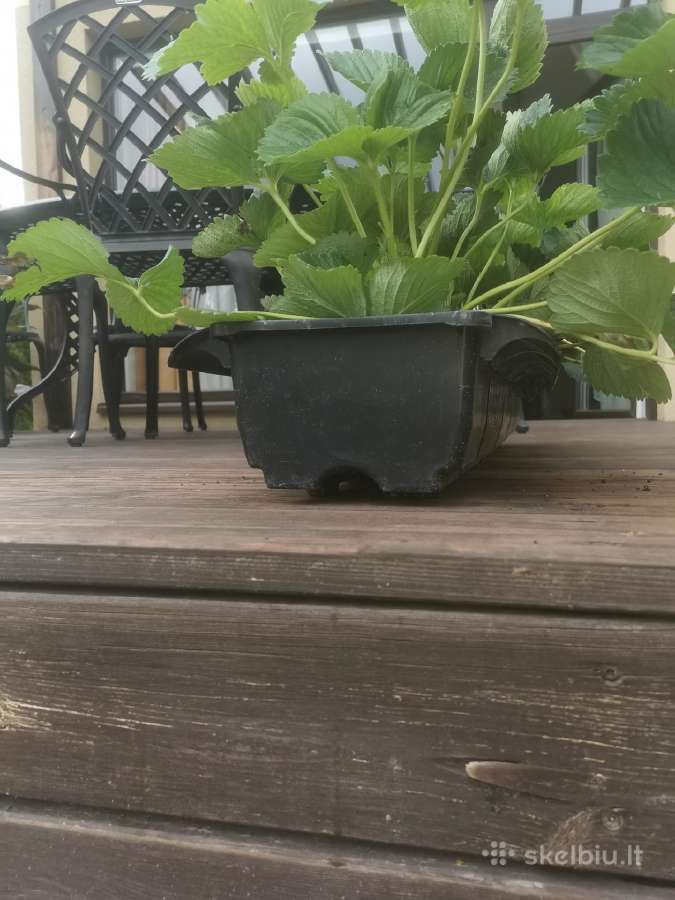 Loviai braškių auginimui - nuotraukos Nr. 5
