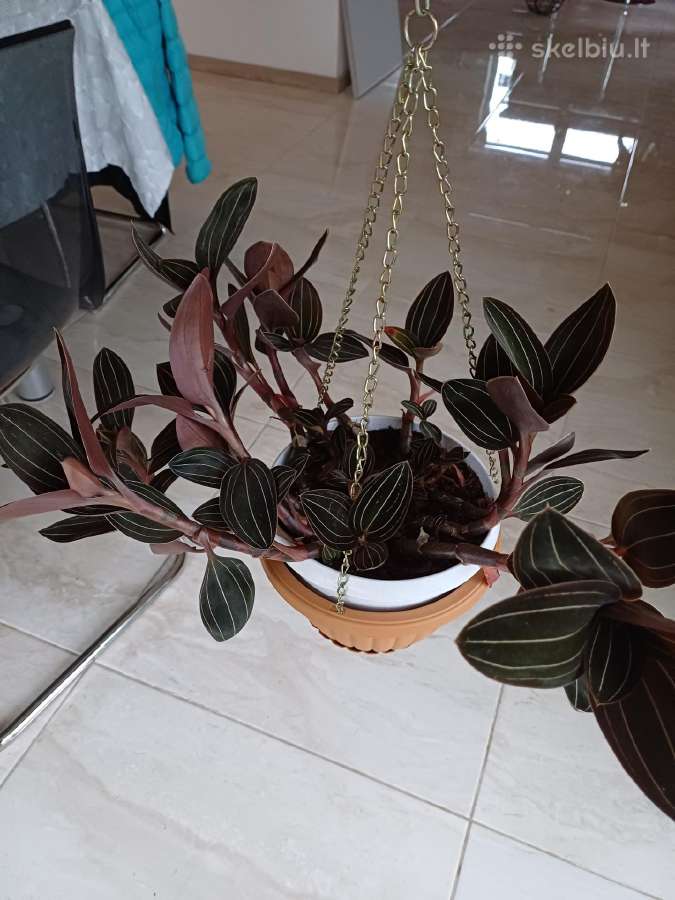 Ludisija discolor-orchidėja - nuotraukos Nr. 12