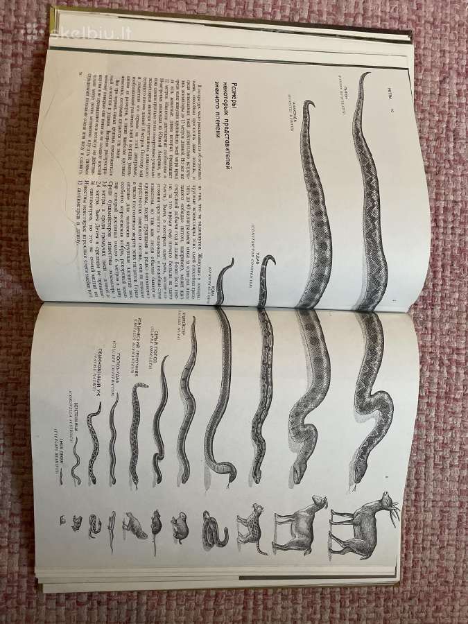 1975 m knygos The Reptiles rusiškas leidimas - nuotraukos Nr. 2