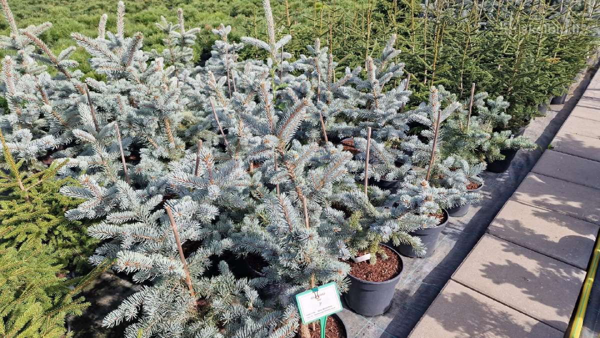 Tujos, pušys, kukmedžiai, eglės ir kiti augalai - nuotraukos Nr. 24