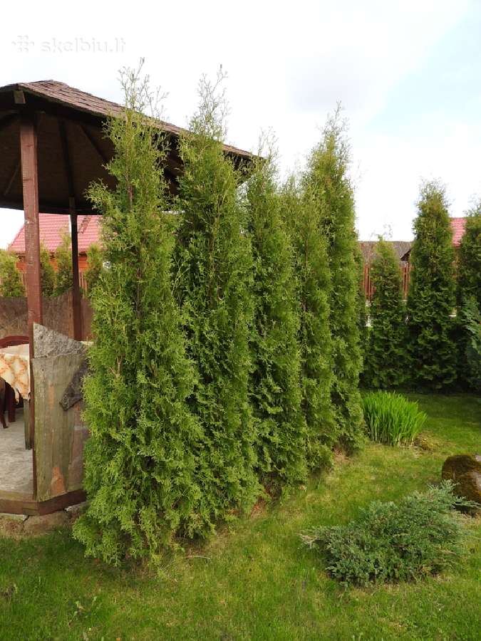 Kolonines tujos Columna 2.5 m. - nuotraukos Nr. 4