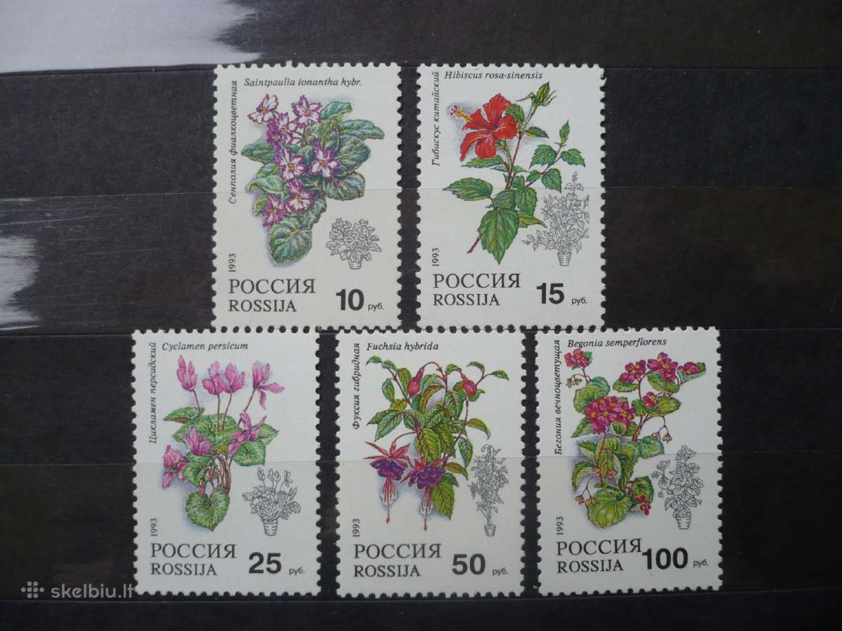 1993 m. Vazoniniai augalai Mhn