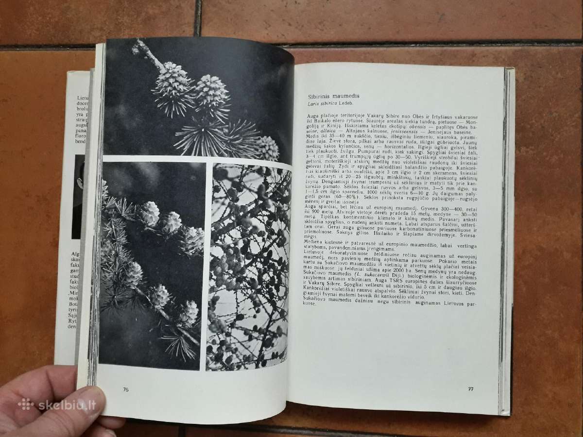 A. Nasvytaitis M. Nasvytaitis "Lietuvos medžiai" - nuotraukos Nr. 6