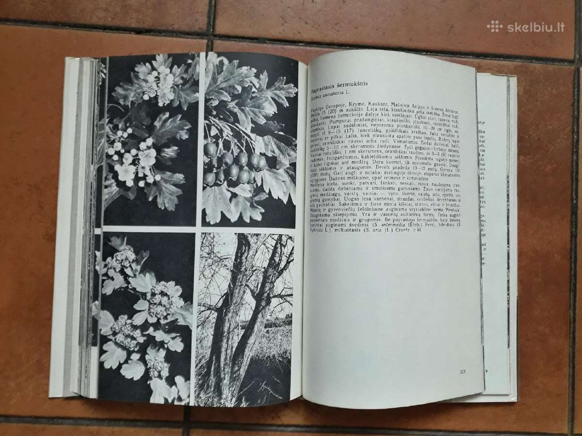 A. Nasvytaitis M. Nasvytaitis "Lietuvos medžiai" - nuotraukos Nr. 11
