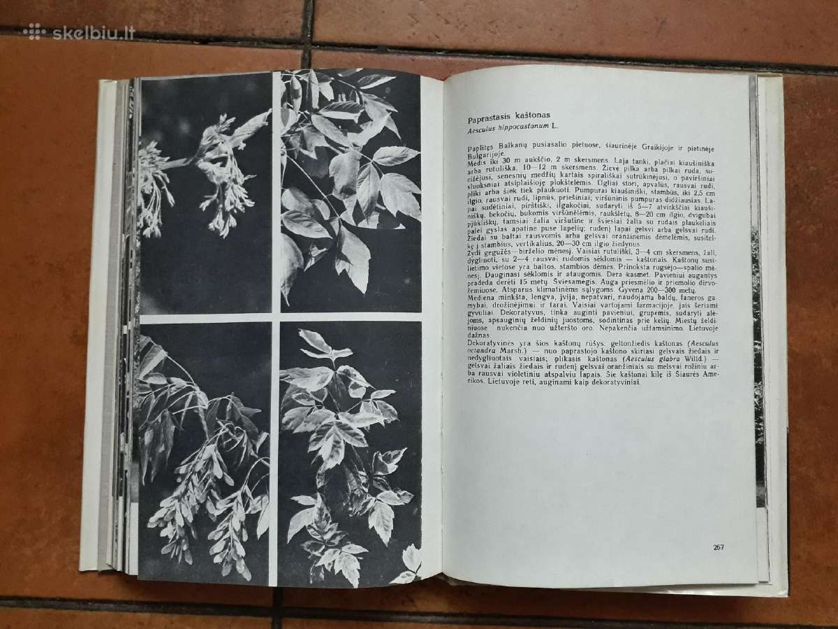 A. Nasvytaitis M. Nasvytaitis "Lietuvos medžiai" - nuotraukos Nr. 12