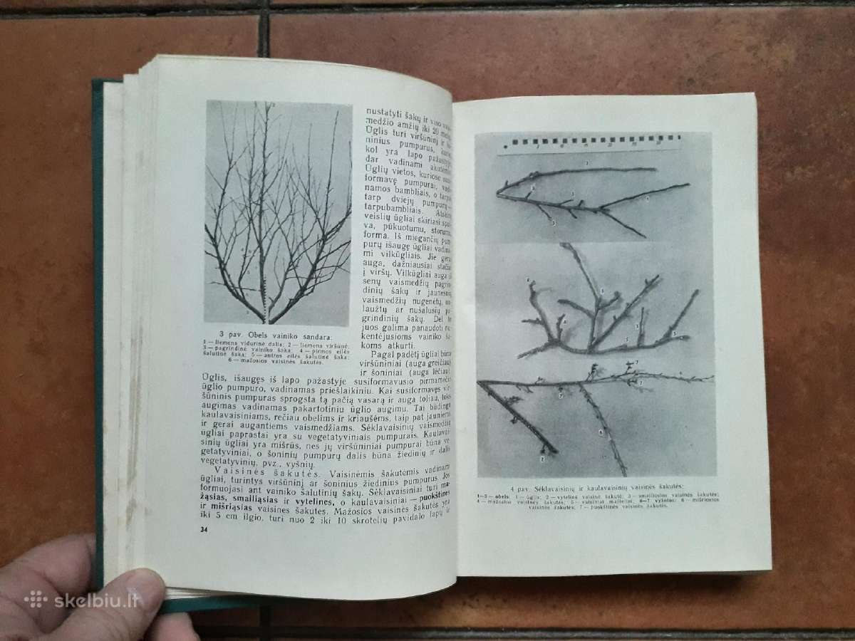V. Venskutonis "Sodininkystė" 1966 metai - nuotraukos Nr. 4
