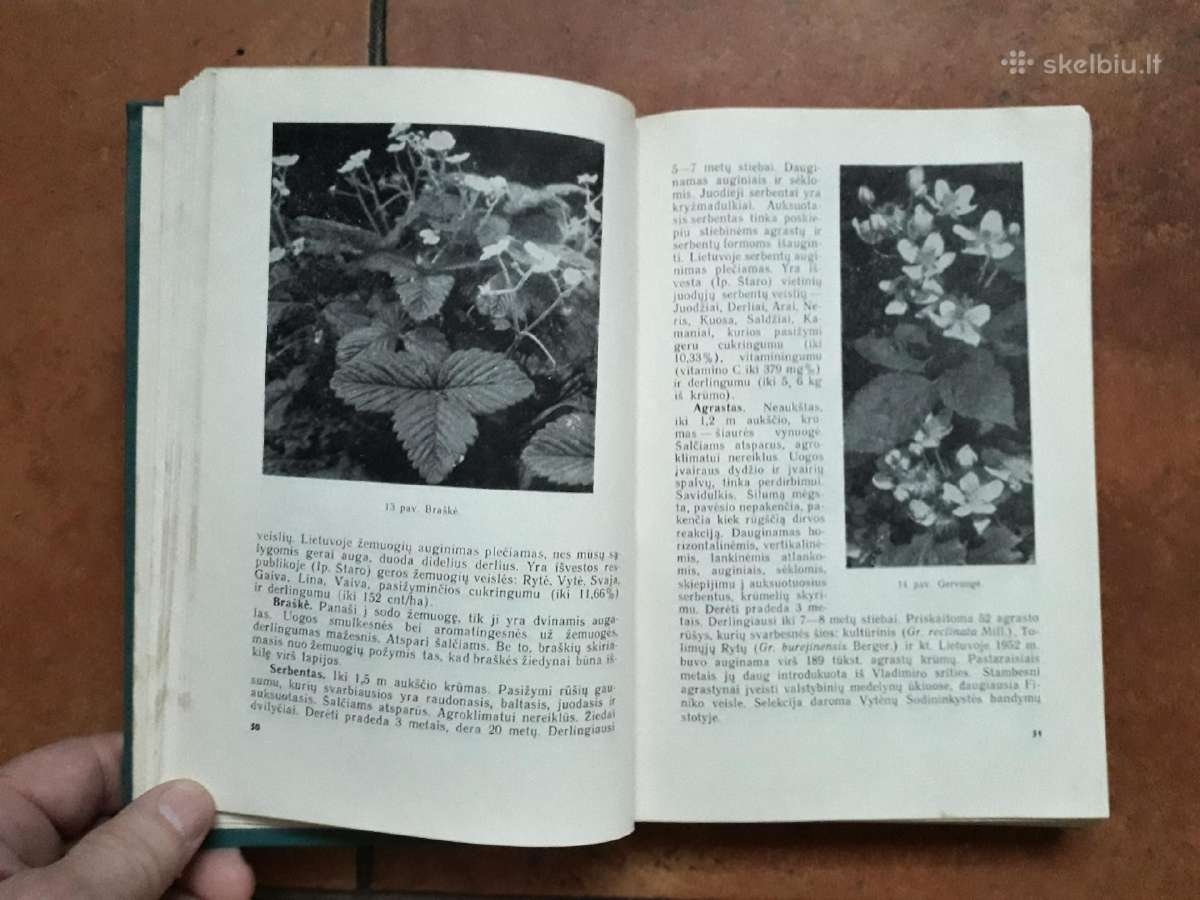 V. Venskutonis "Sodininkystė" 1966 metai - nuotraukos Nr. 5