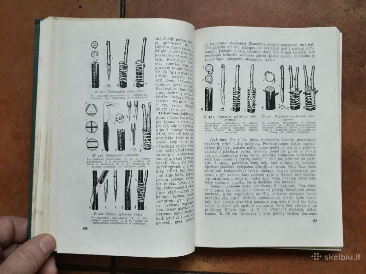 V. Venskutonis "Sodininkystė" 1966 metai - nuotraukos Nr. 6