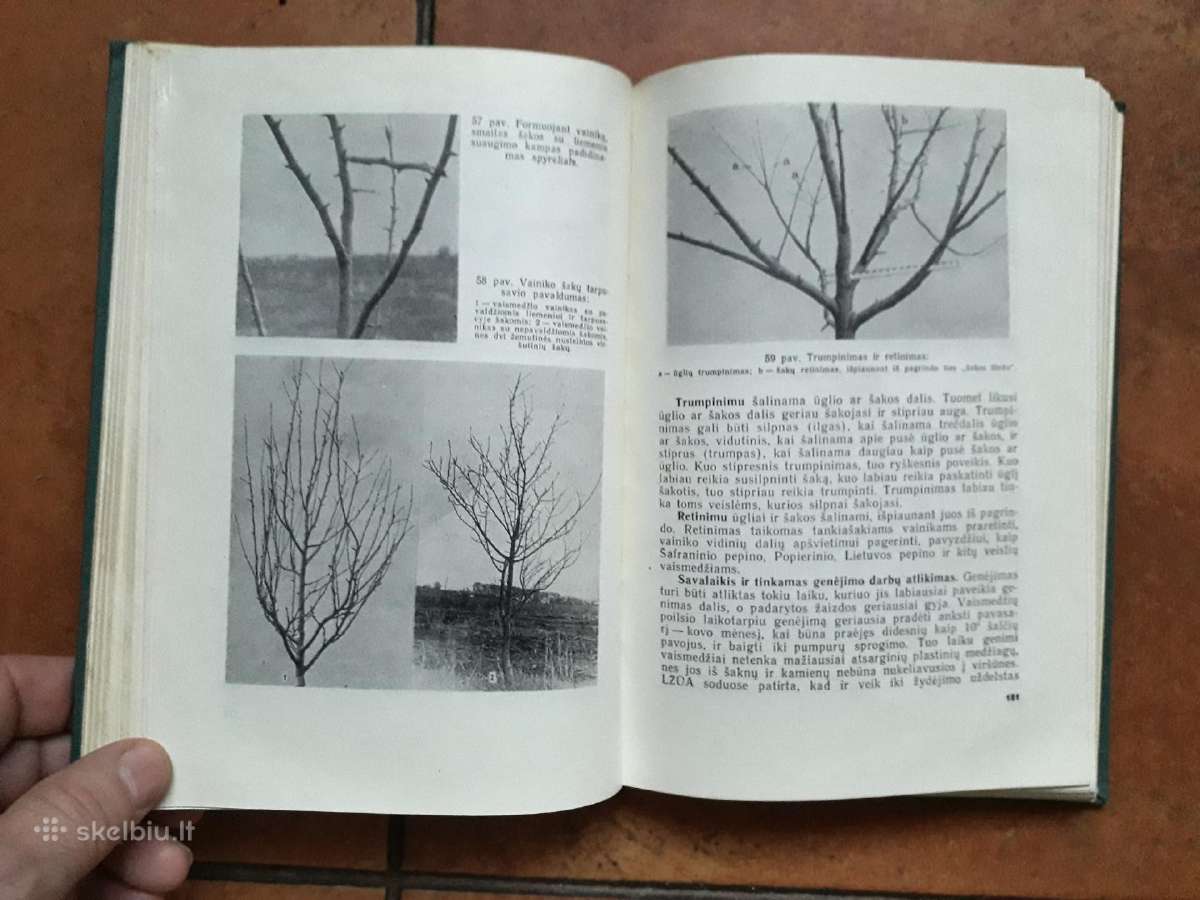 V. Venskutonis "Sodininkystė" 1966 metai - nuotraukos Nr. 7