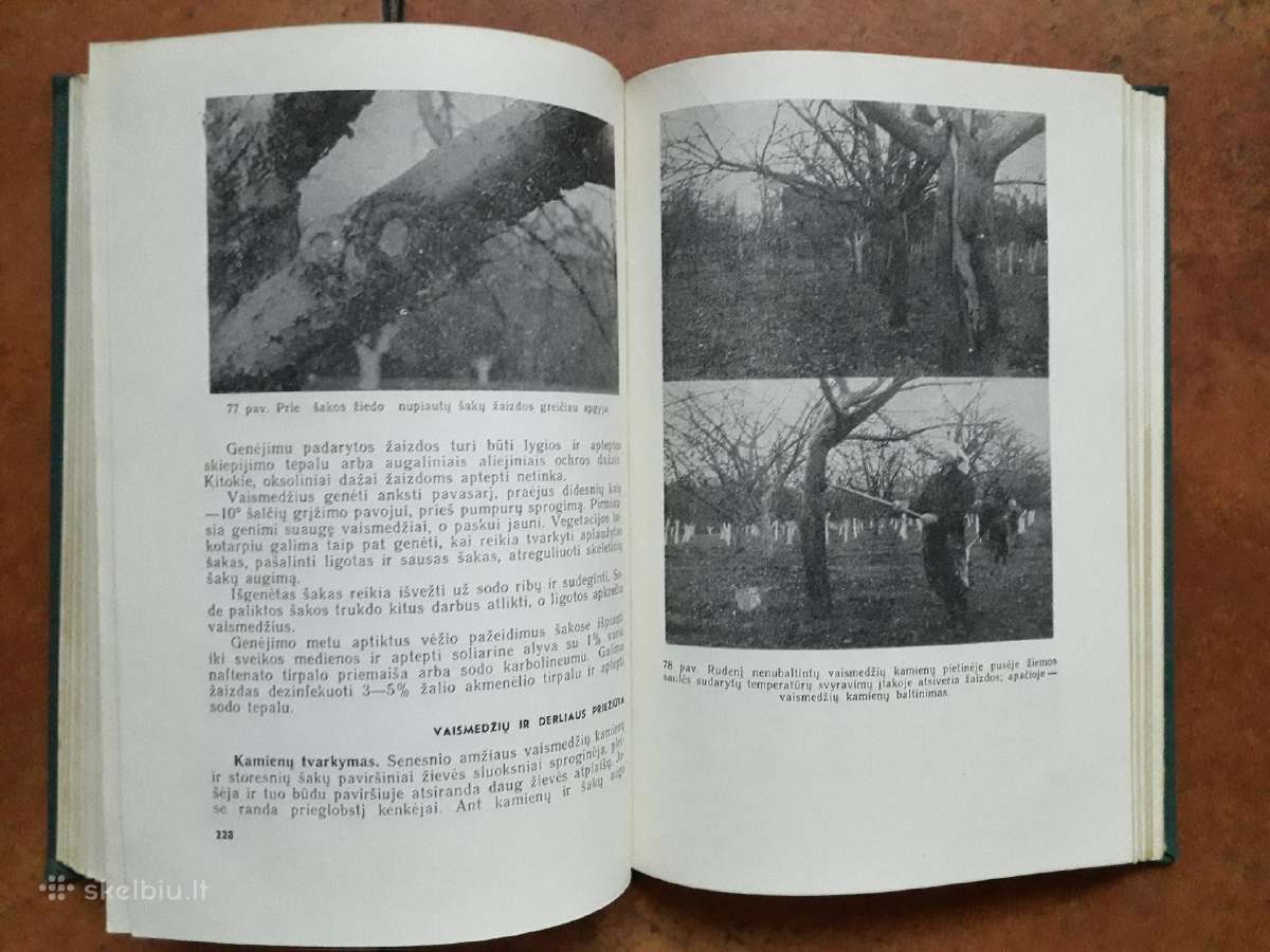 V. Venskutonis "Sodininkystė" 1966 metai - nuotraukos Nr. 8