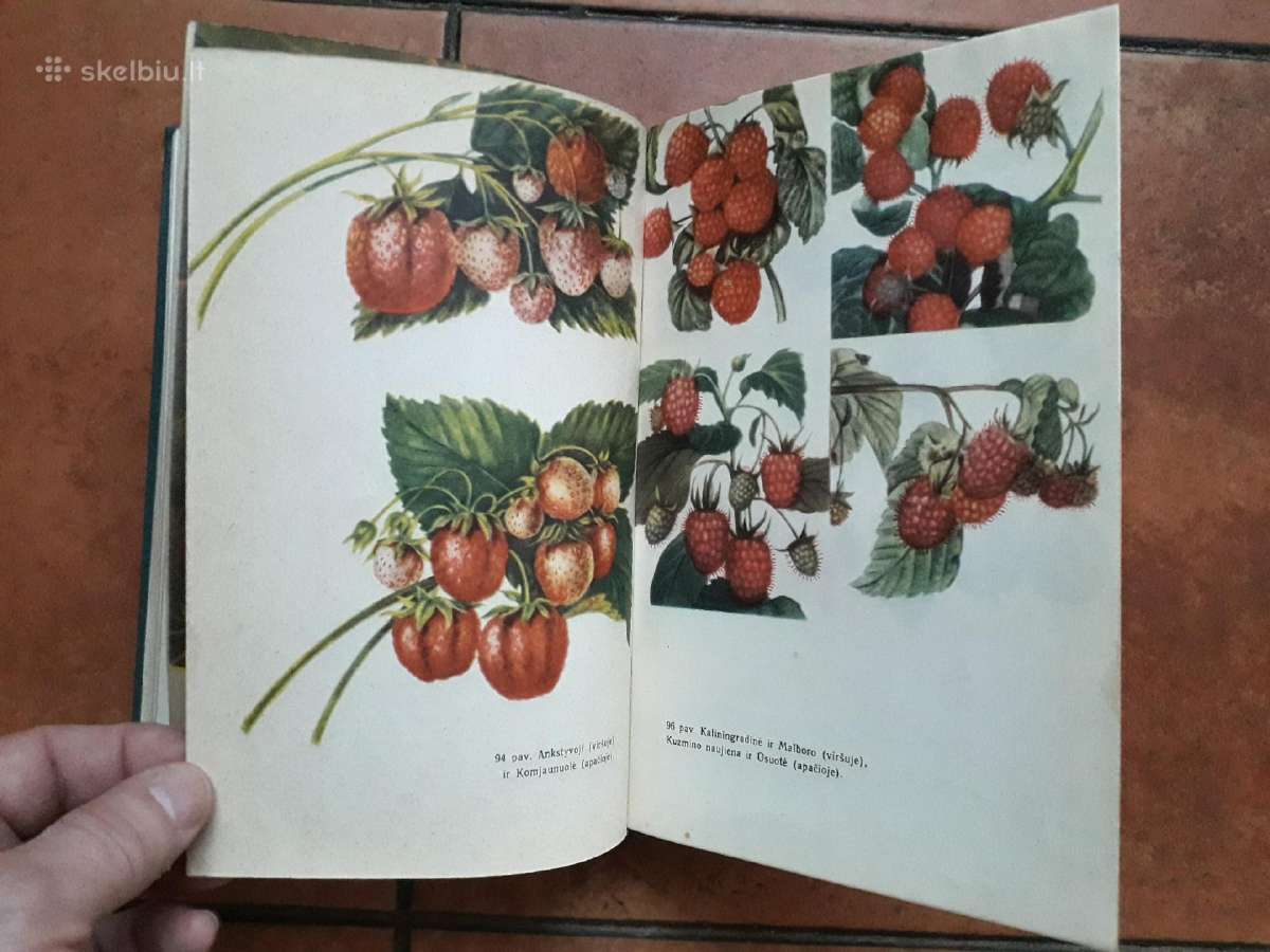 V. Venskutonis "Sodininkystė" 1966 metai - nuotraukos Nr. 12