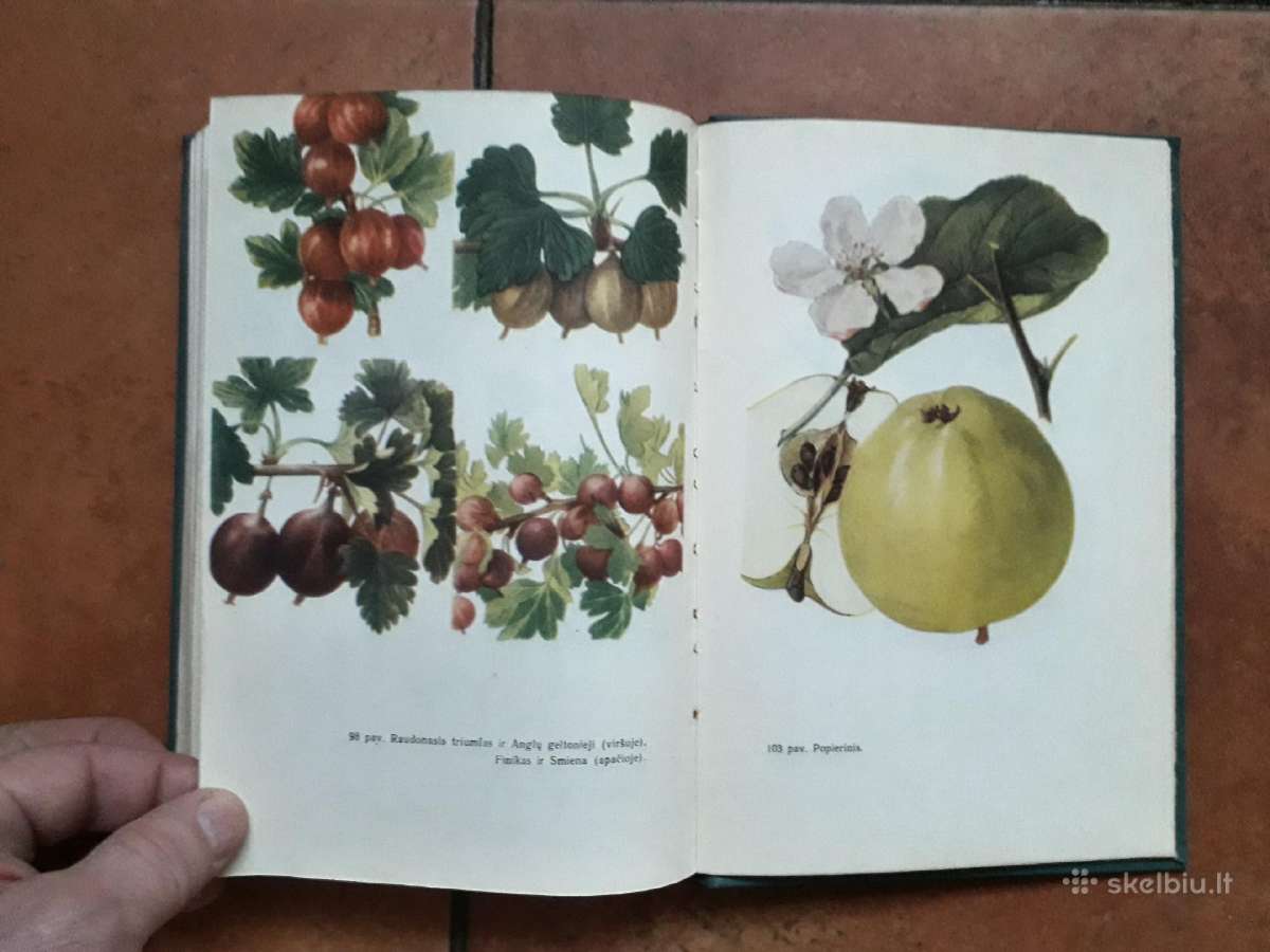 V. Venskutonis "Sodininkystė" 1966 metai - nuotraukos Nr. 13