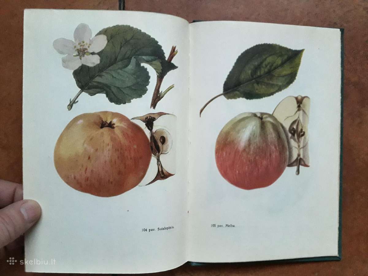 V. Venskutonis "Sodininkystė" 1966 metai - nuotraukos Nr. 14