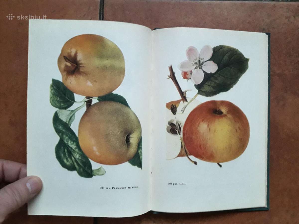 V. Venskutonis "Sodininkystė" 1966 metai - nuotraukos Nr. 15