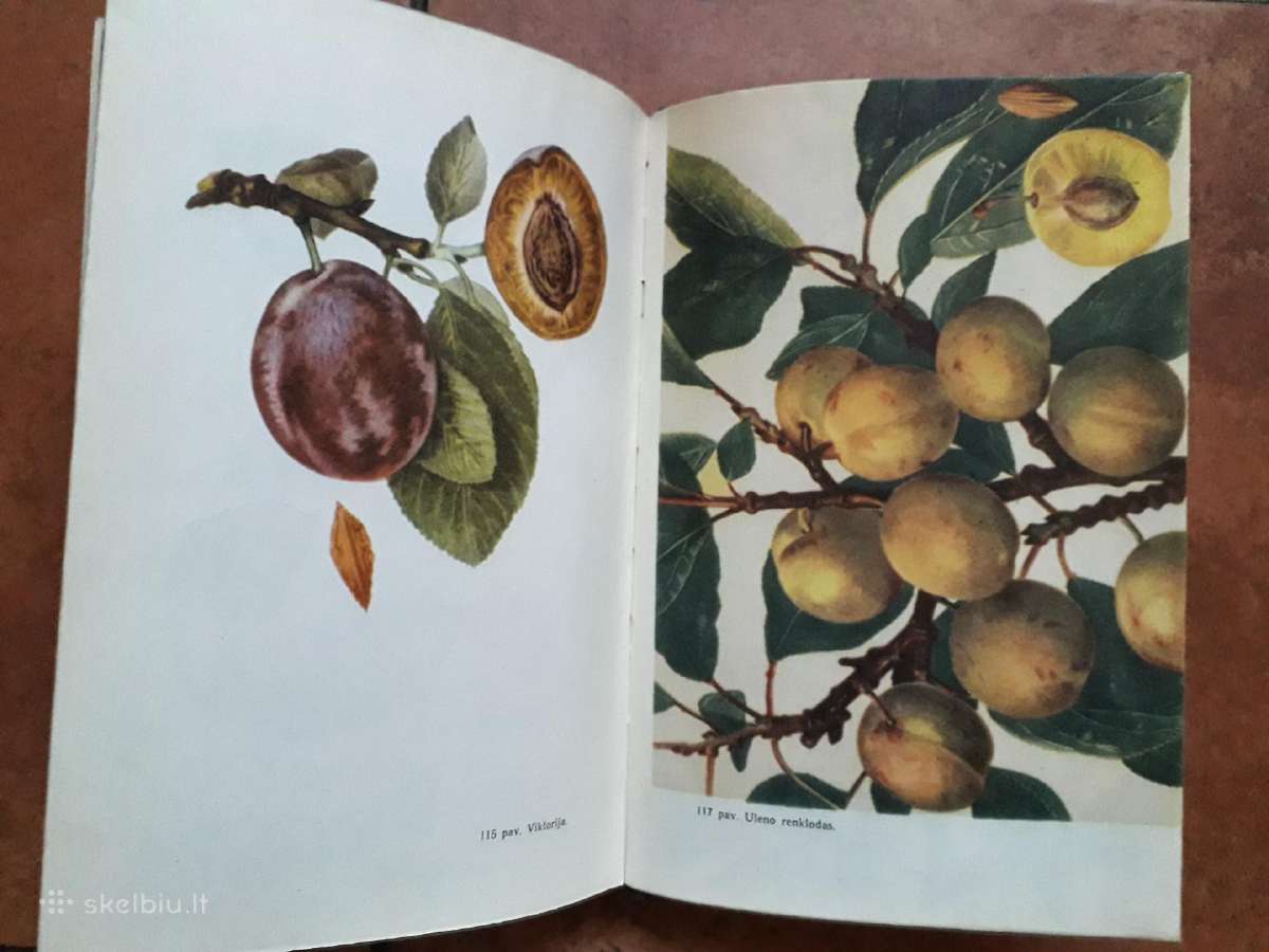 V. Venskutonis "Sodininkystė" 1966 metai - nuotraukos Nr. 18
