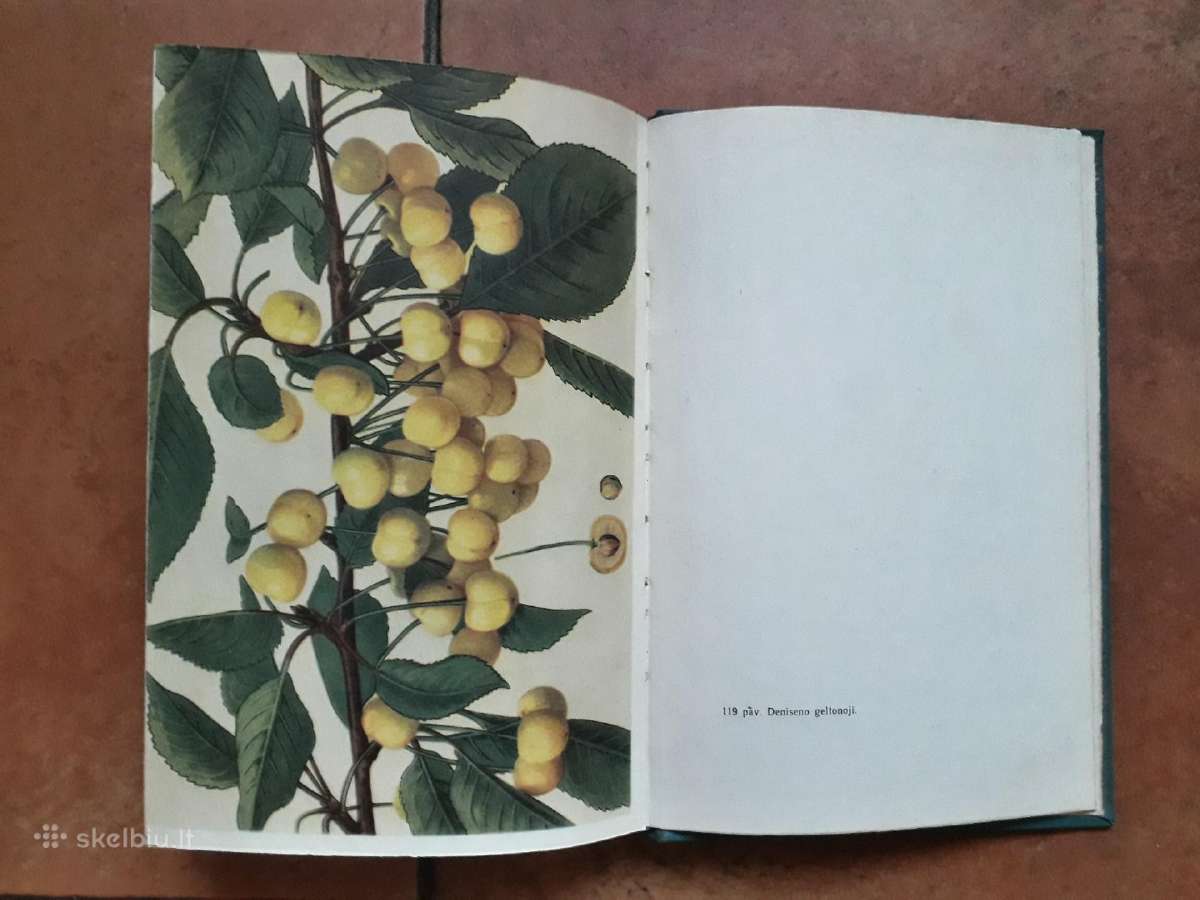 V. Venskutonis "Sodininkystė" 1966 metai - nuotraukos Nr. 19