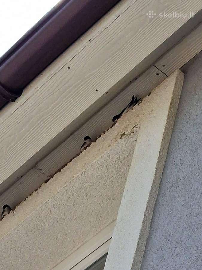 Montuojame spyglius nuo balandžių ar kregždžių. - nuotraukos Nr. 5