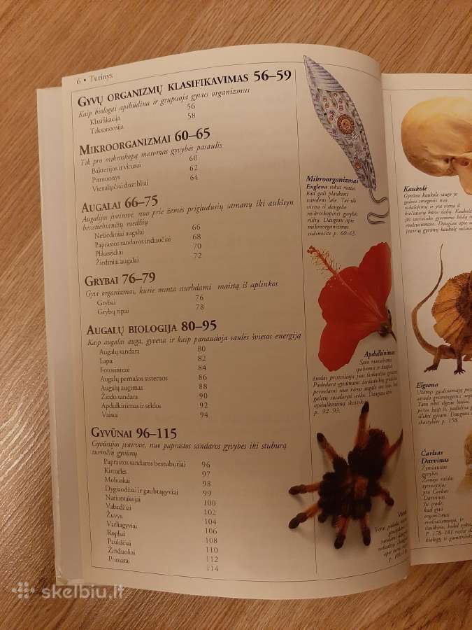 Gamta. Mokyklinė enciklopedija. Dk - nuotraukos Nr. 3